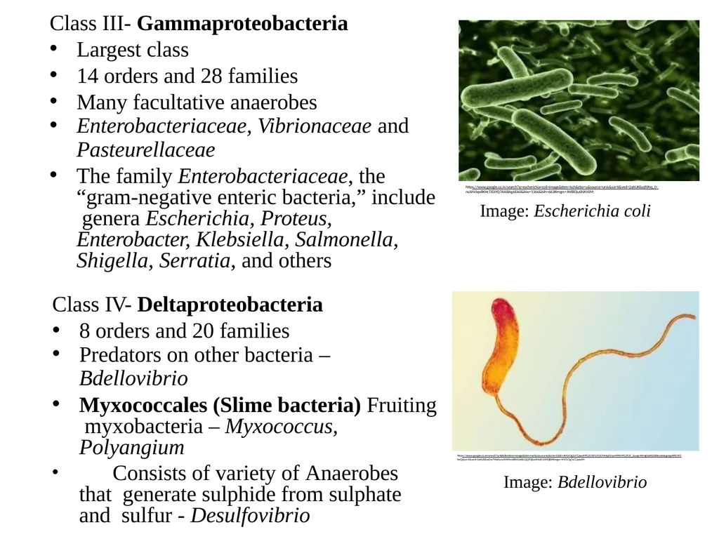Bacterial Taxonomy Dr. Namita Ashish Singh - slide 33 of 41