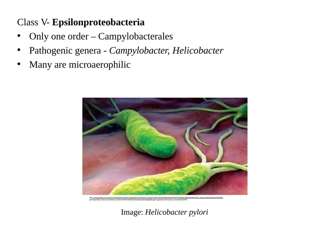 Bacterial Taxonomy Dr. Namita Ashish Singh - slide 34 of 41
