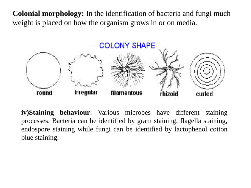 Bacterial Taxonomy Dr. Namita Ashish Singh - slide 10 of 41