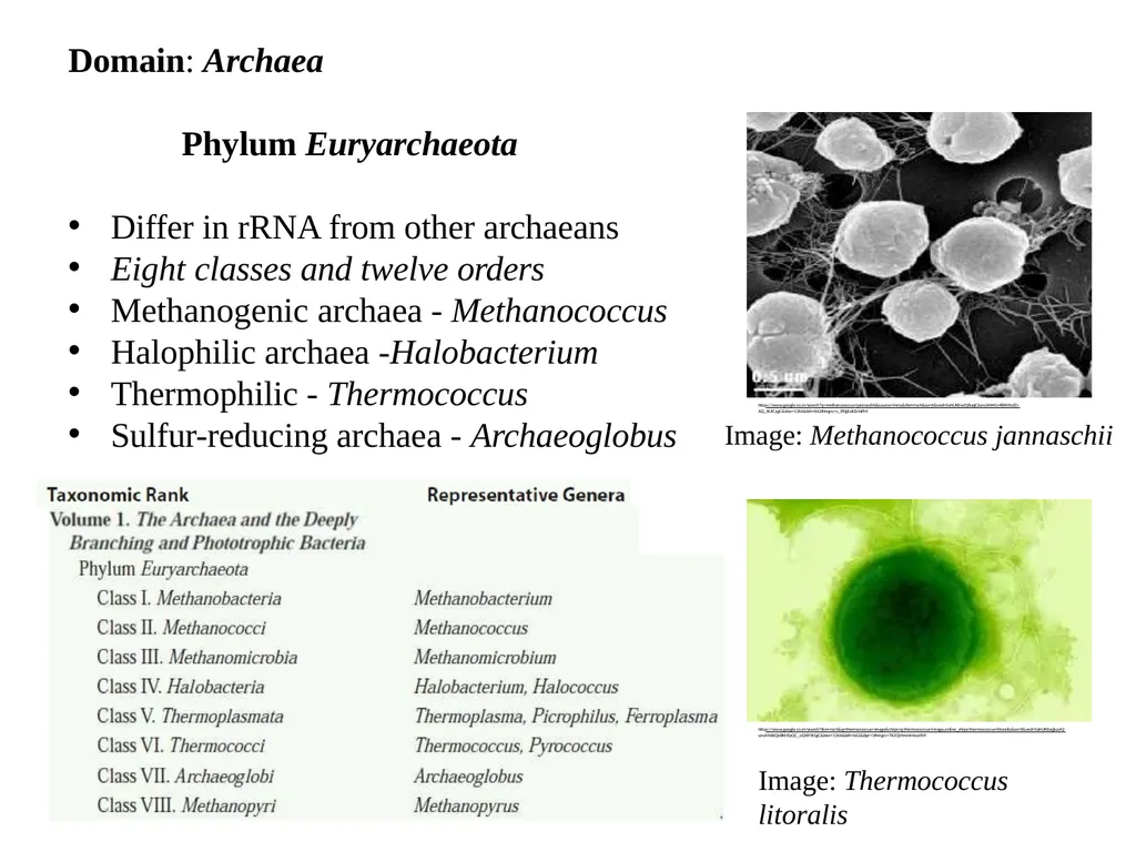 Bacterial Taxonomy Dr. Namita Ashish Singh - slide 26 of 41