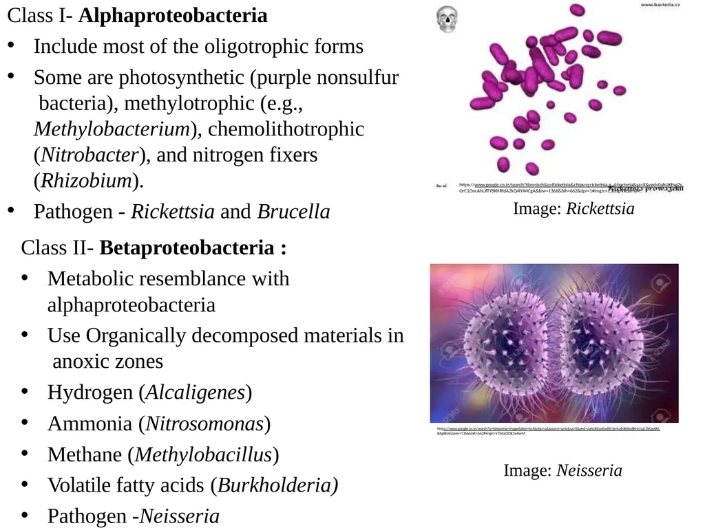 Bacterial Taxonomy Dr. Namita Ashish Singh - slide 32 of 41
