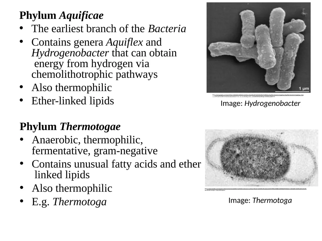 Bacterial Taxonomy Dr. Namita Ashish Singh - slide 28 of 41
