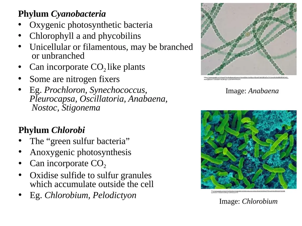 Bacterial Taxonomy Dr. Namita Ashish Singh - slide 30 of 41
