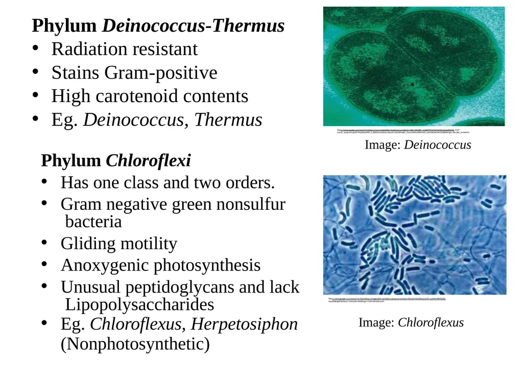 Bacterial Taxonomy Dr. Namita Ashish Singh - slide 29 of 41
