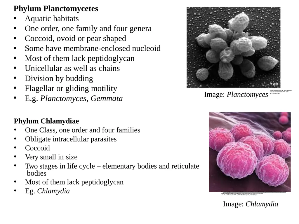 Bacterial Taxonomy Dr. Namita Ashish Singh - slide 39 of 41