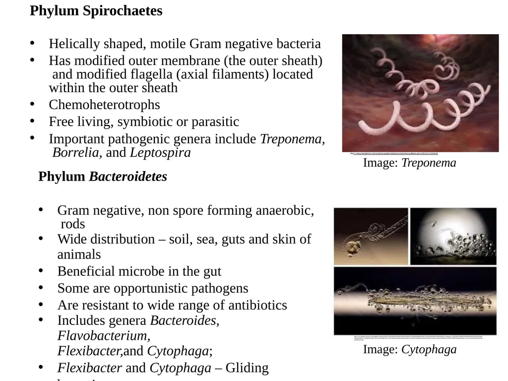 Bacterial Taxonomy Dr. Namita Ashish Singh - slide 40 of 41