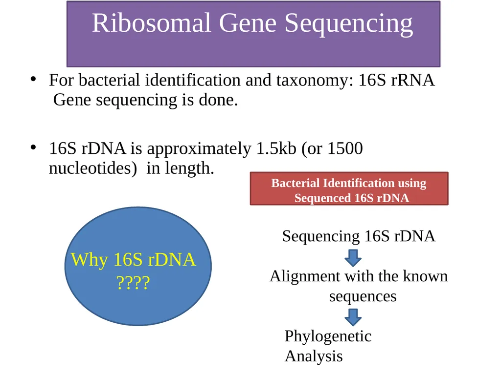 Bacterial Taxonomy Dr. Namita Ashish Singh - slide 19 of 41