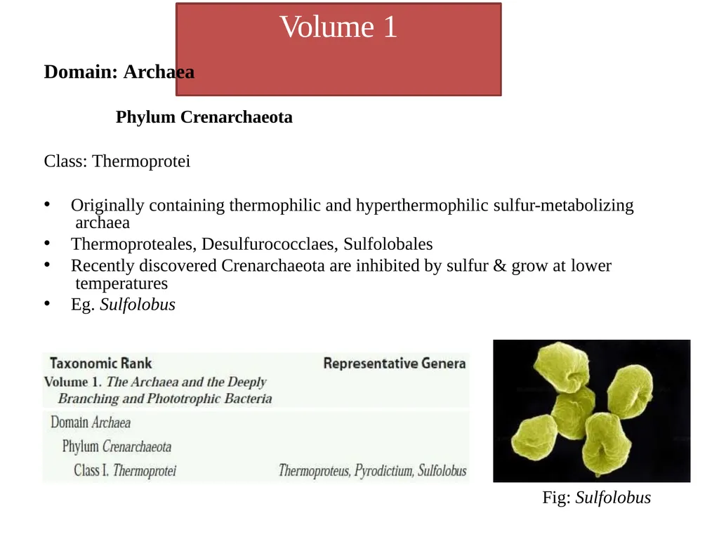 Bacterial Taxonomy Dr. Namita Ashish Singh - slide 25 of 41