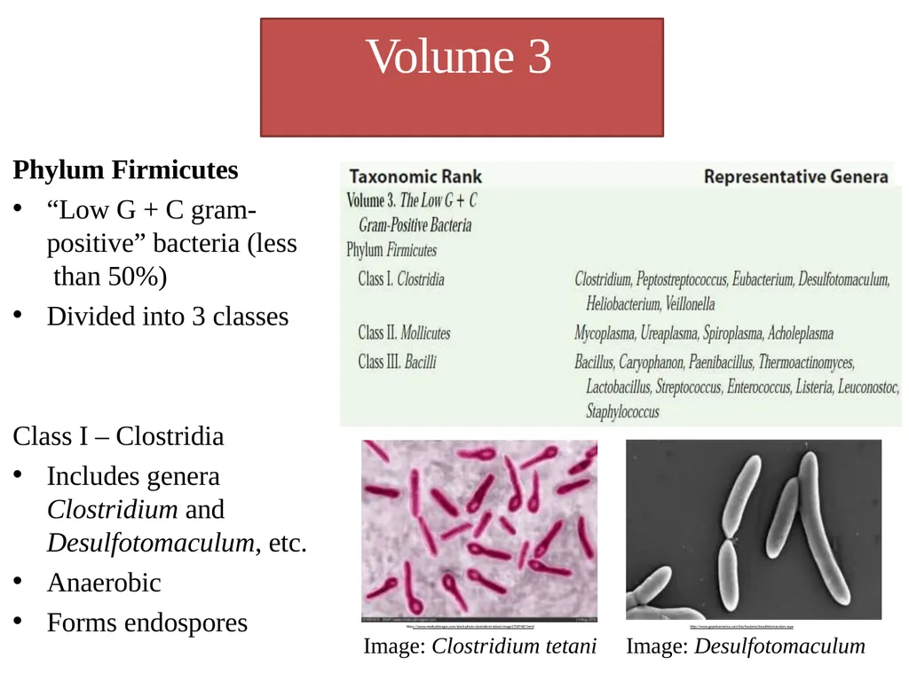 Bacterial Taxonomy Dr. Namita Ashish Singh - slide 35 of 41