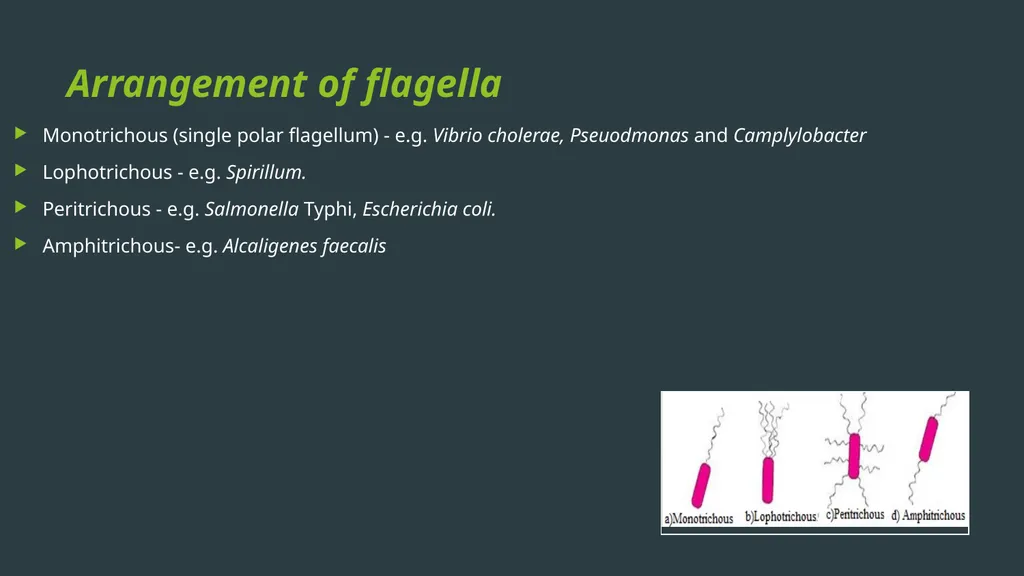 General Bacteriology MORPHOLOGY Gram positive - slide 29 of 38