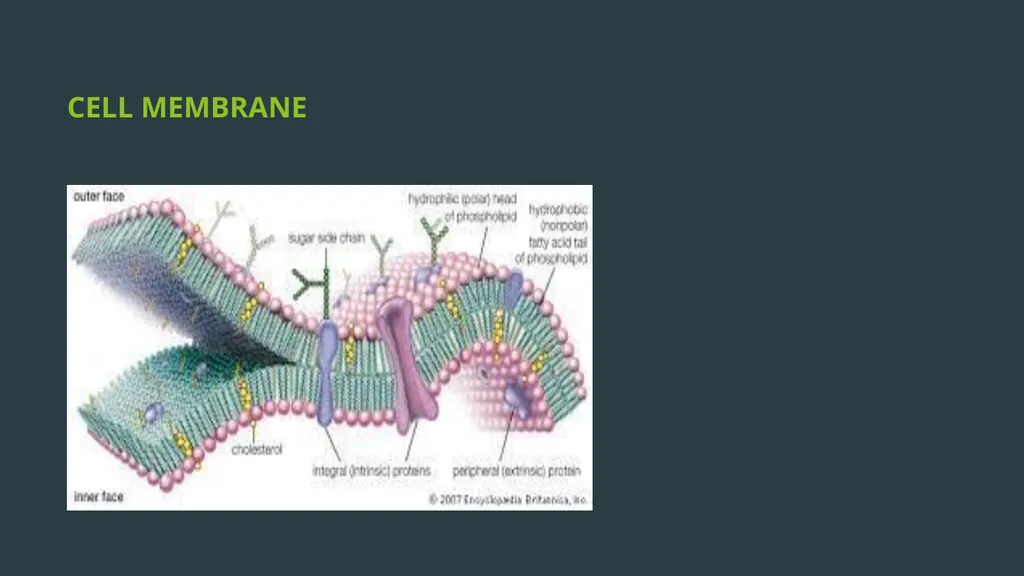 General Bacteriology MORPHOLOGY Gram positive - slide 13 of 38