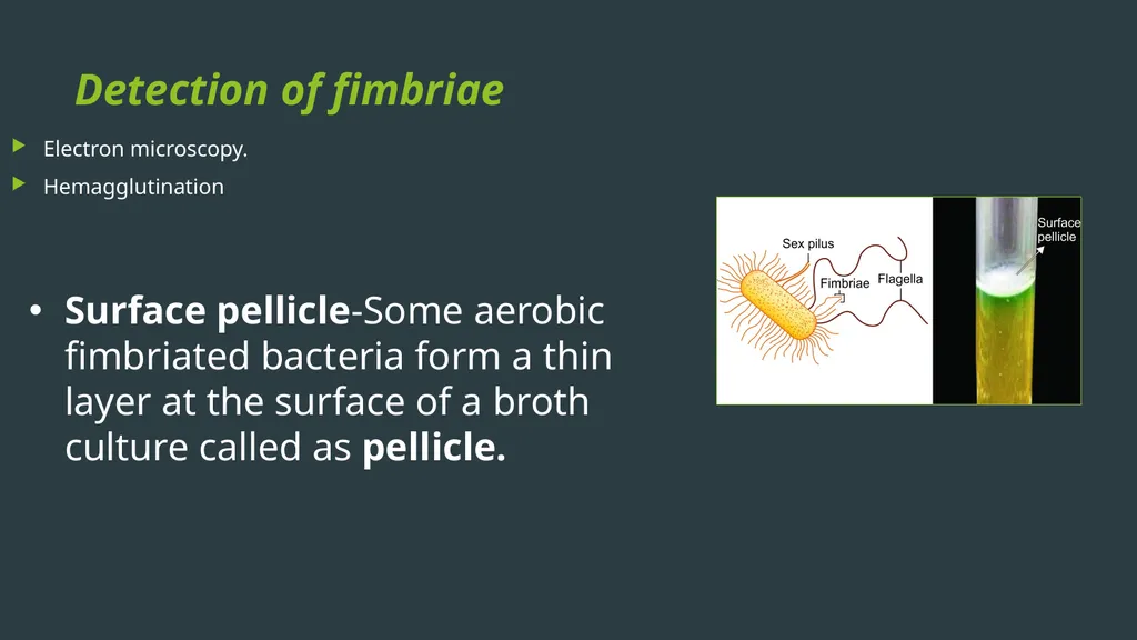 General Bacteriology MORPHOLOGY Gram positive - slide 33 of 38