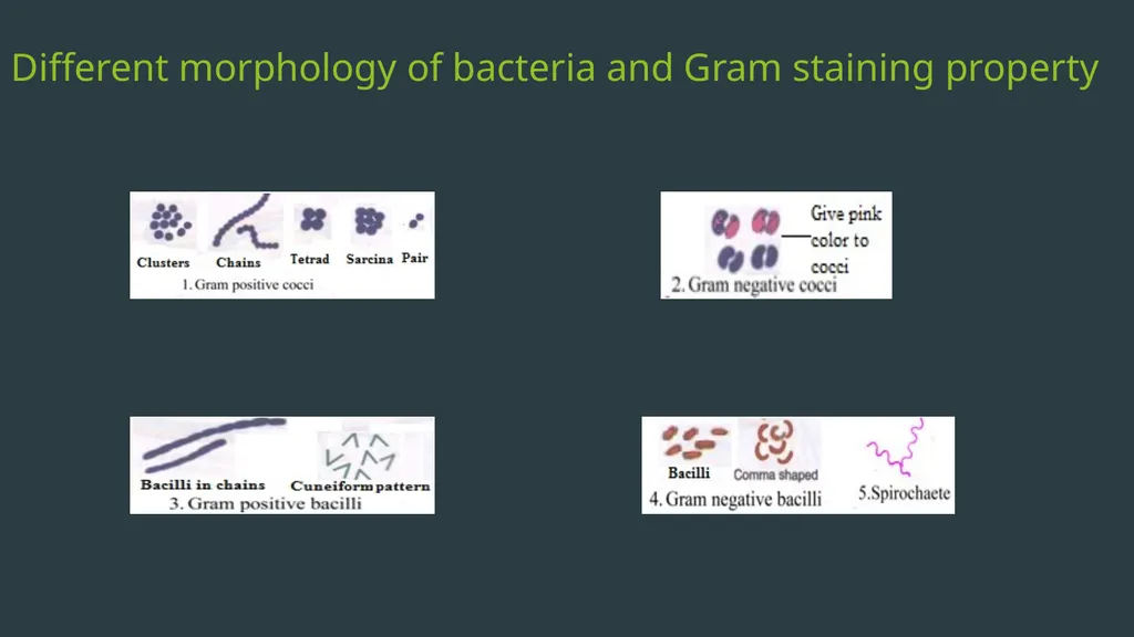 General Bacteriology MORPHOLOGY Gram positive - slide 4 of 38