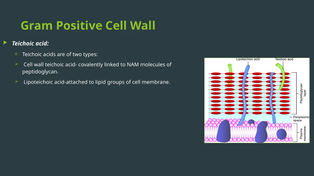 General Bacteriology MORPHOLOGY Gram positive - slide 8 of 38
