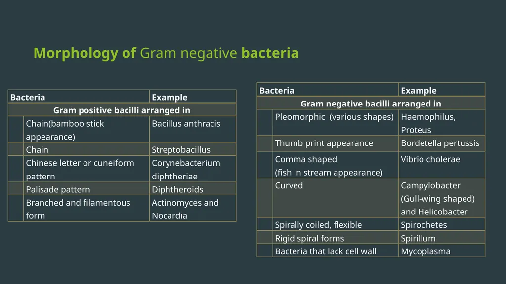 General Bacteriology MORPHOLOGY Gram positive - slide 3 of 38