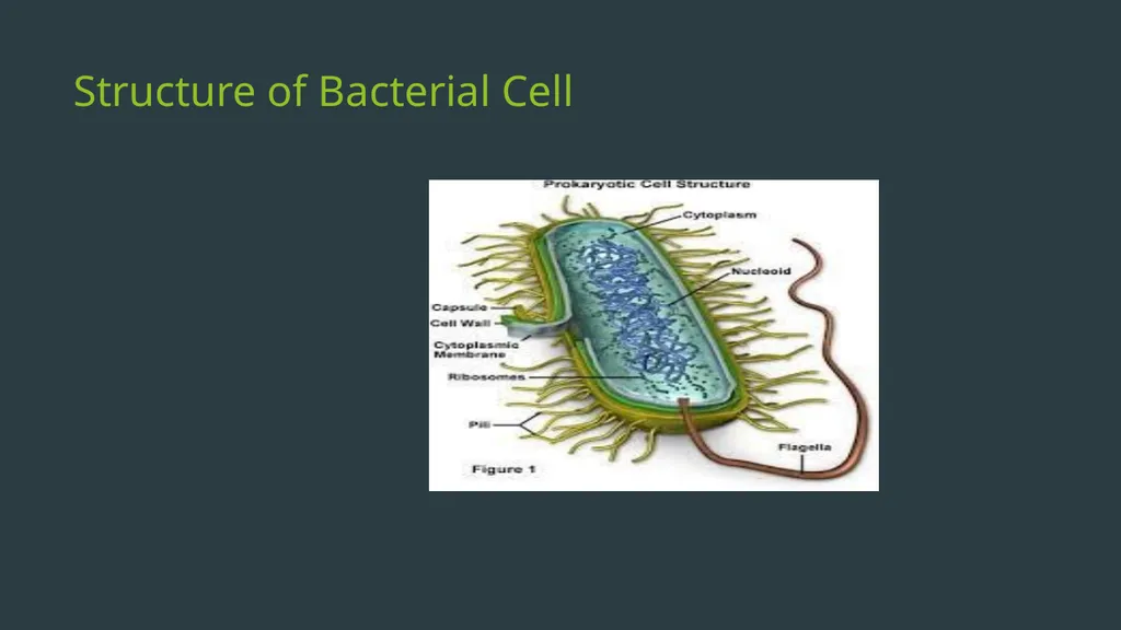 General Bacteriology MORPHOLOGY Gram positive - slide 5 of 38