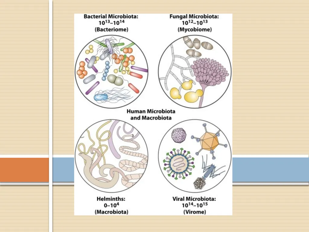 Clinical Microbiology- An Introduction Dr Deborah - slide 15 of 24