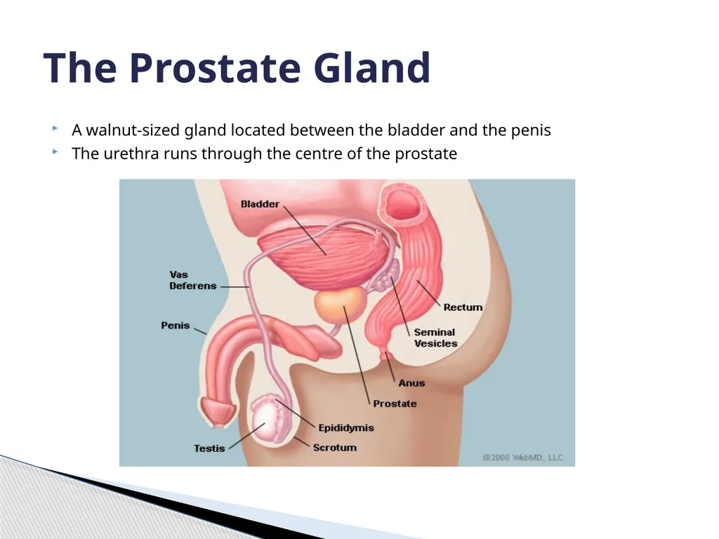 Macmillan Urology Oncology Clinical Nurse - slide 2 of 13