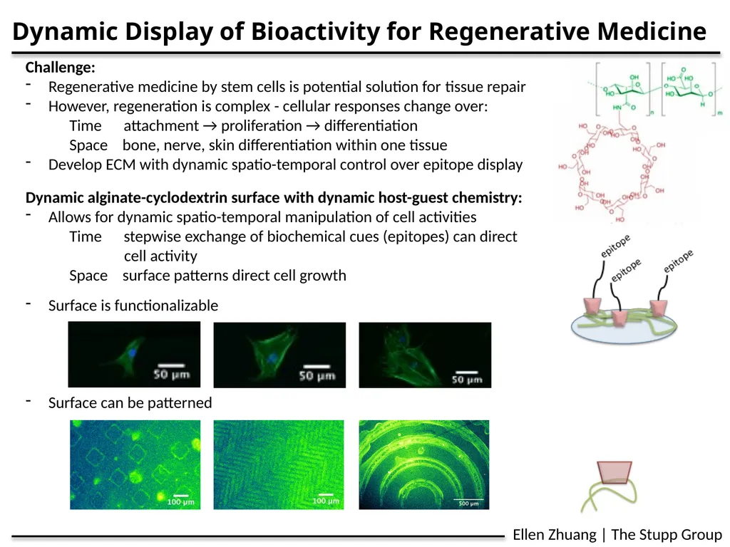 Dynamic Display of Bioactivity for Regenerative
