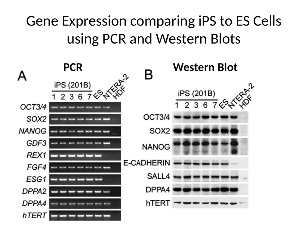 Human Induced Pluripotent Stem Cells (hiPS Cells) - slide 6 of 11