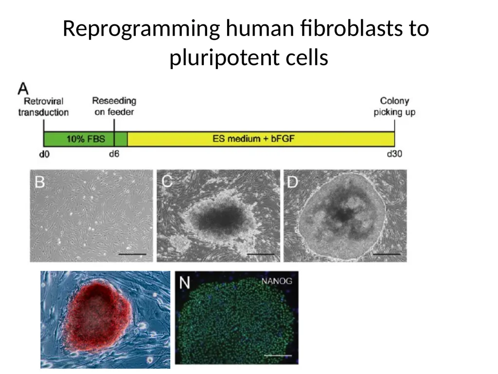 Human Induced Pluripotent Stem Cells (hiPS Cells) - slide 5 of 11
