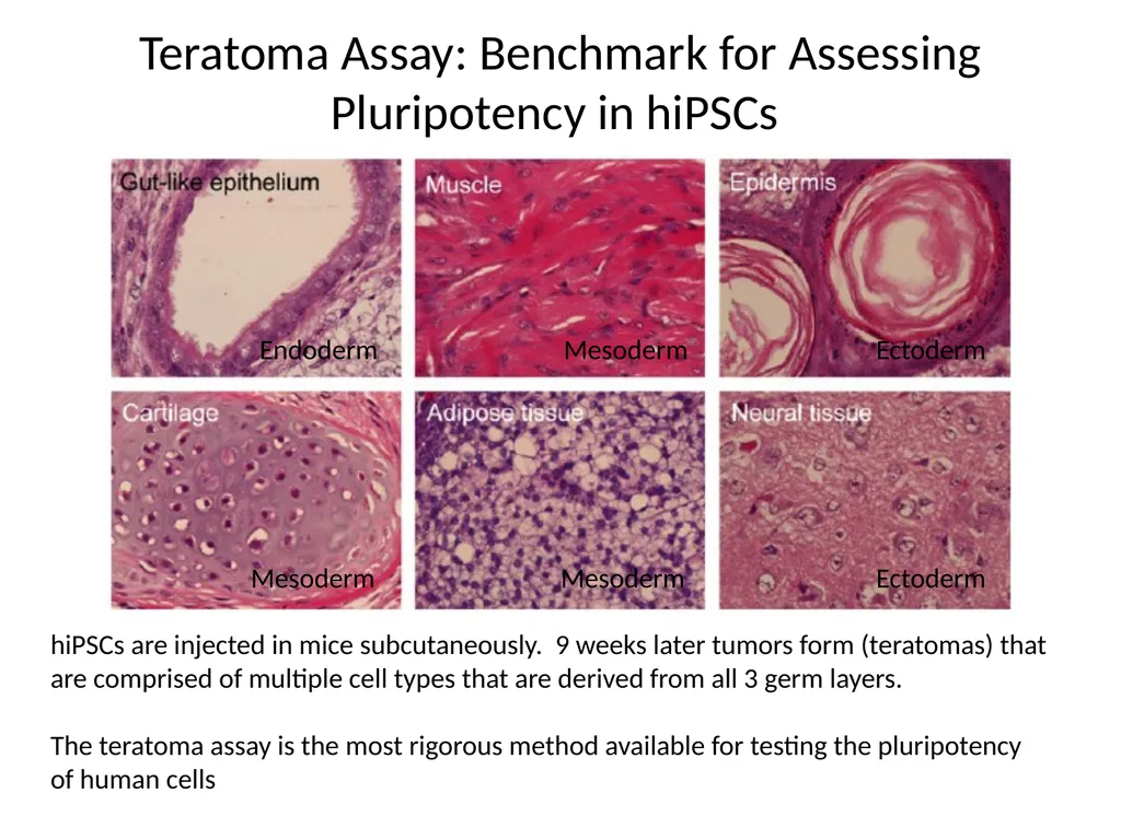 Human Induced Pluripotent Stem Cells (hiPS Cells) - slide 8 of 11