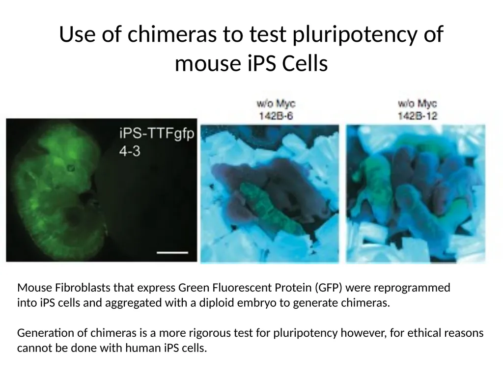 Human Induced Pluripotent Stem Cells (hiPS Cells) - slide 9 of 11