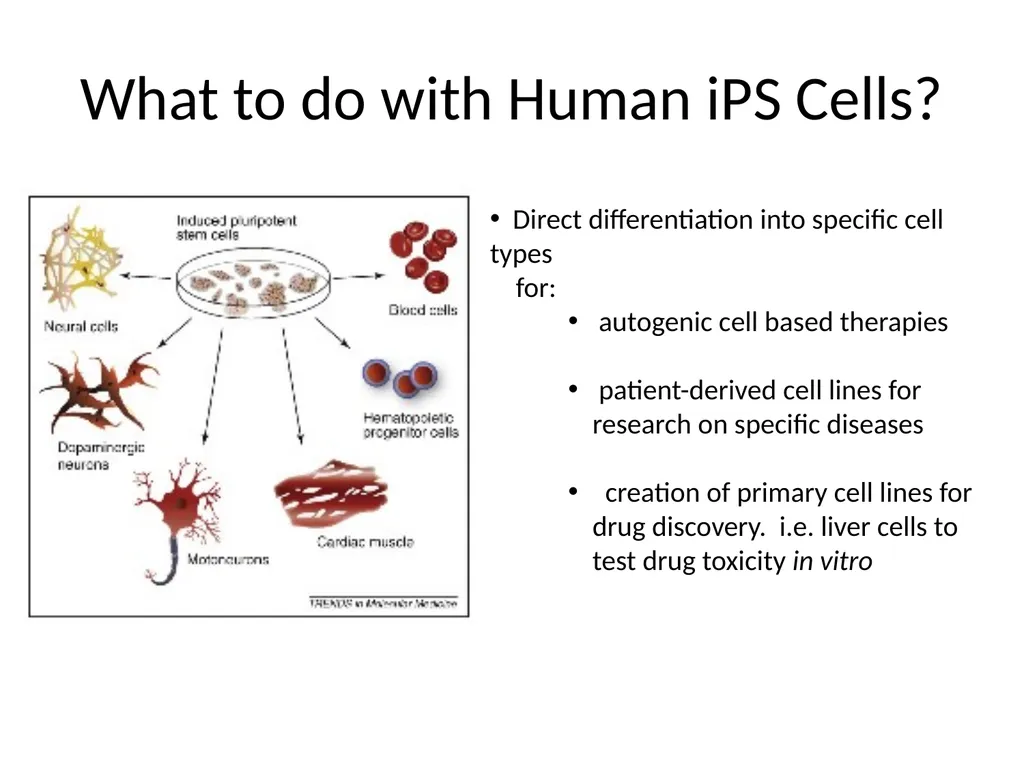Human Induced Pluripotent Stem Cells (hiPS Cells) - slide 10 of 11