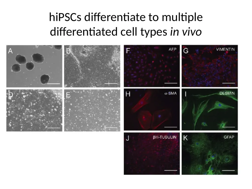 Human Induced Pluripotent Stem Cells (hiPS Cells) - slide 7 of 11