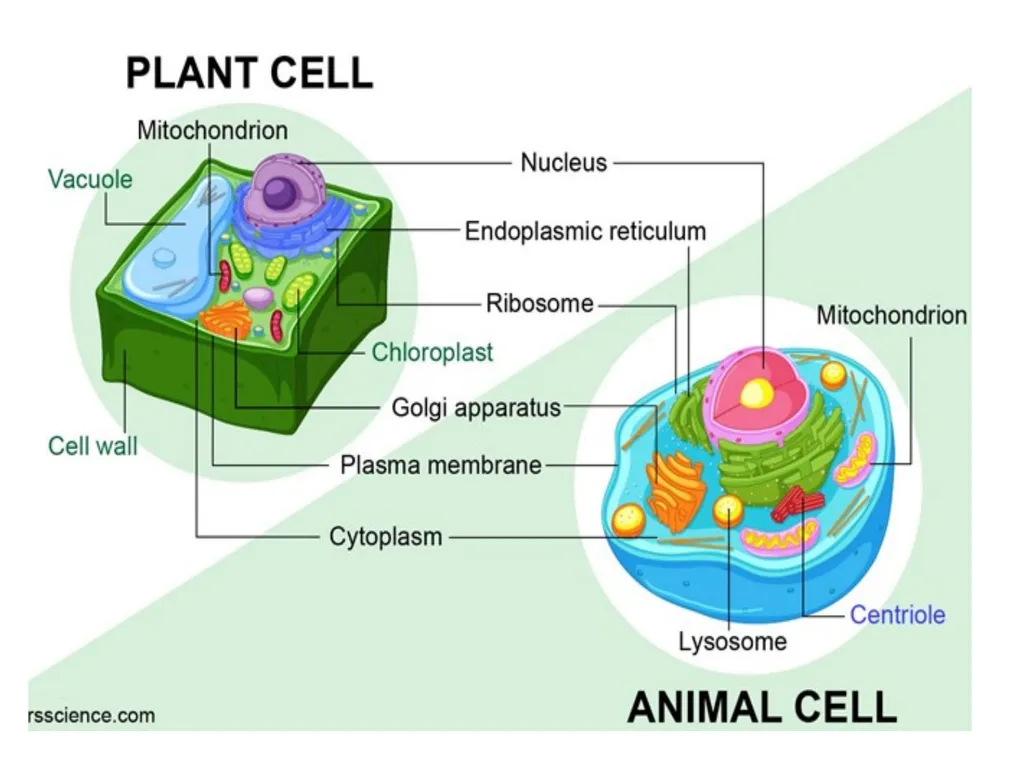 Prof . Dr. Younis A. Alkhafaji Lecture – 1 - - slide 10 of 10