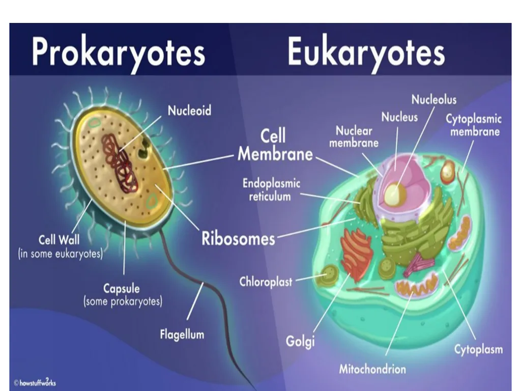 Prof . Dr. Younis A. Alkhafaji Lecture – 1 - - slide 8 of 10