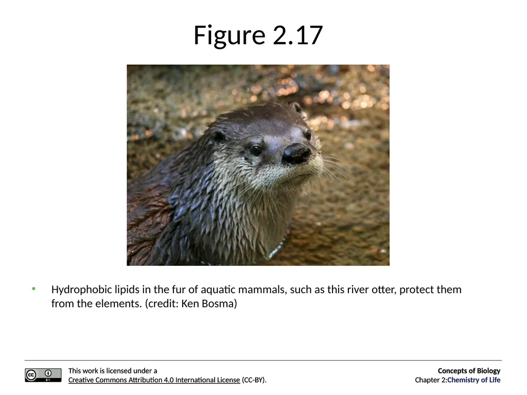 Concepts of Biology: Chemistry of Life Figure 2.1 - slide 42 of 63