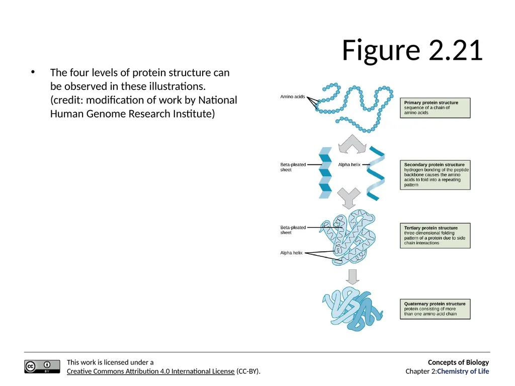 Concepts of Biology: Chemistry of Life Figure 2.1 - slide 55 of 63