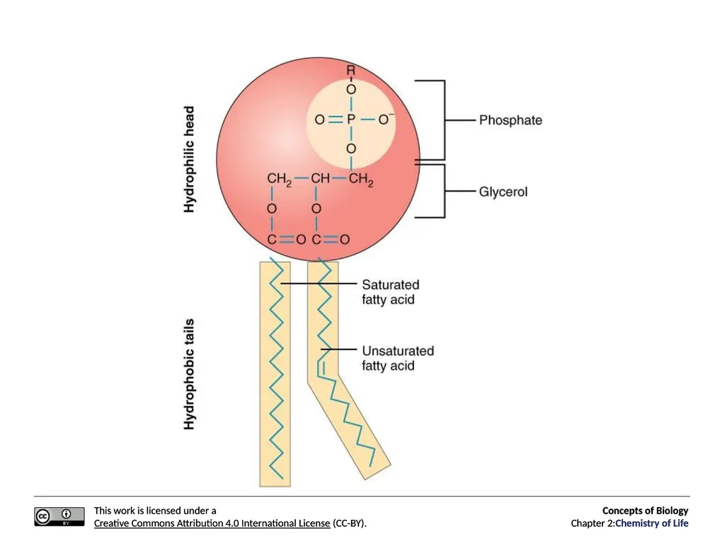 Concepts of Biology: Chemistry of Life Figure 2.1 - slide 46 of 63