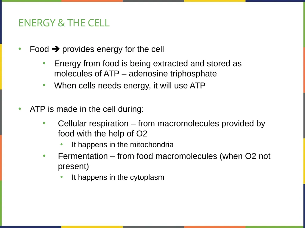 Chapter 4 HOW CELLS OBTAIN ENERGY PowerPoint Image - slide 23 of 39