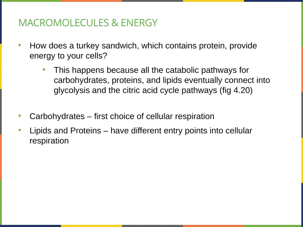 Chapter 4 HOW CELLS OBTAIN ENERGY PowerPoint Image - slide 38 of 39