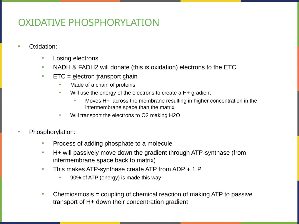 Chapter 4 HOW CELLS OBTAIN ENERGY PowerPoint Image - slide 31 of 39