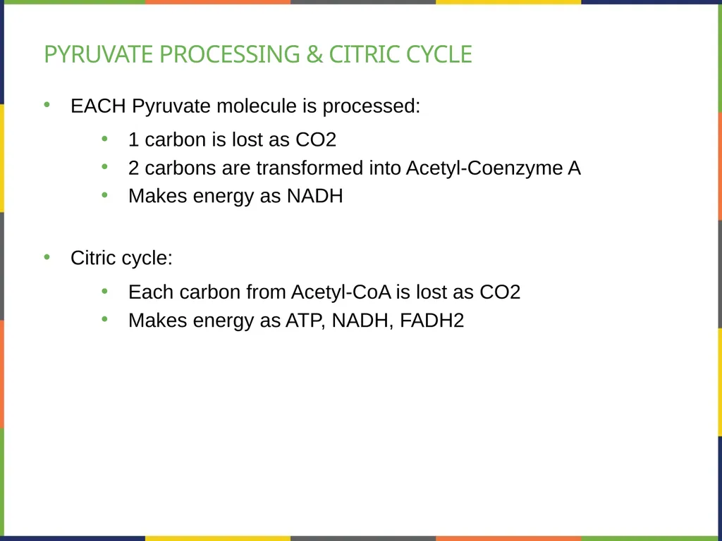 Chapter 4 HOW CELLS OBTAIN ENERGY PowerPoint Image - slide 27 of 39