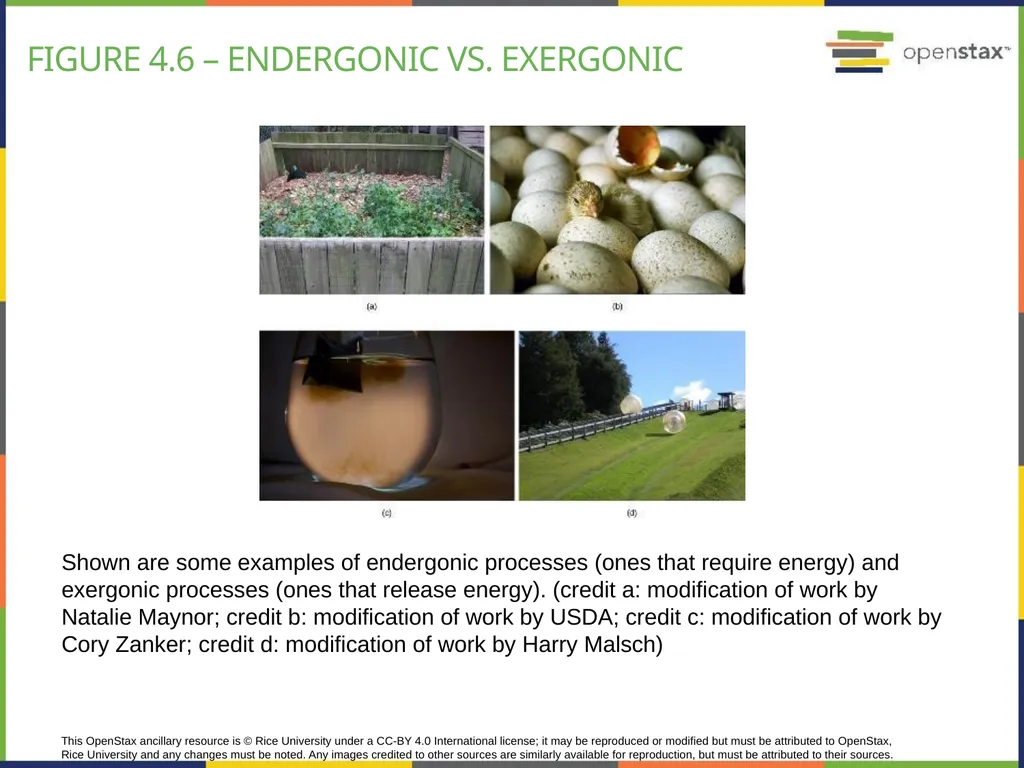 Chapter 4 HOW CELLS OBTAIN ENERGY PowerPoint Image - slide 13 of 39