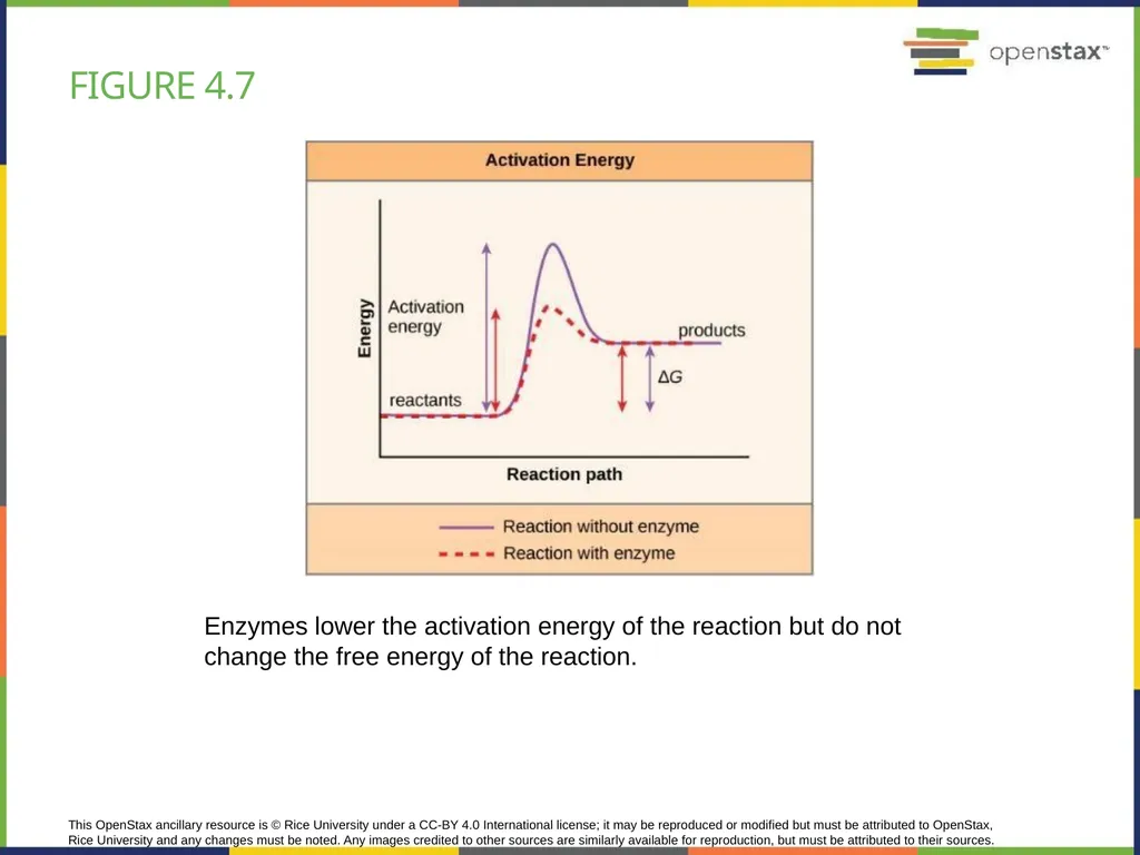 Chapter 4 HOW CELLS OBTAIN ENERGY PowerPoint Image - slide 15 of 39