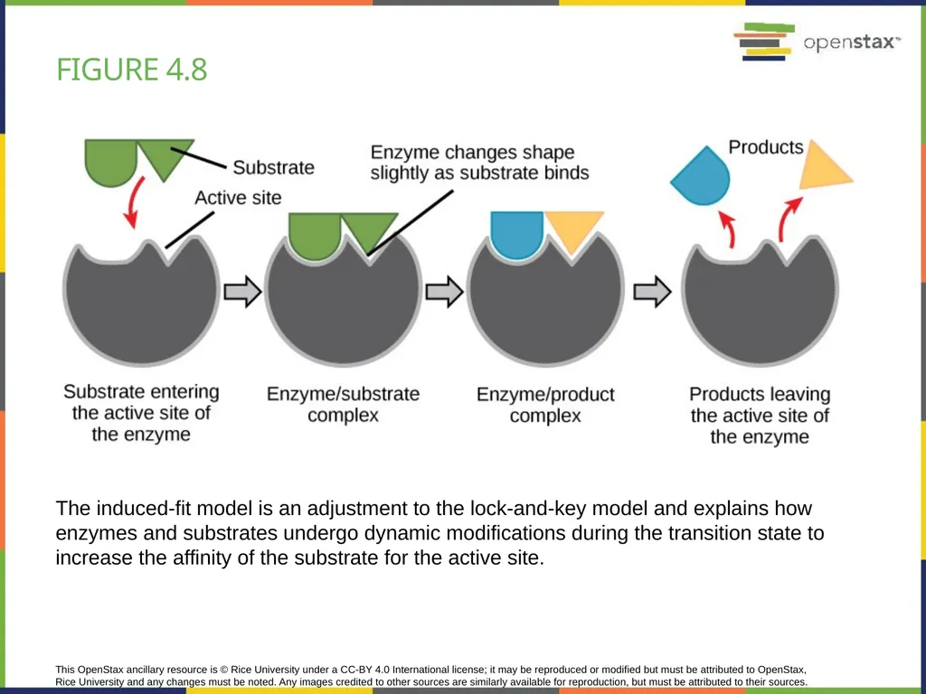Chapter 4 HOW CELLS OBTAIN ENERGY PowerPoint Image - slide 17 of 39