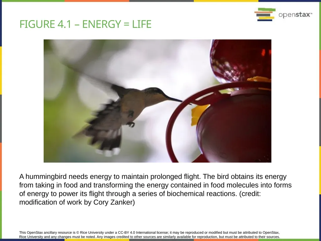 Chapter 4 HOW CELLS OBTAIN ENERGY PowerPoint Image - slide 2 of 39