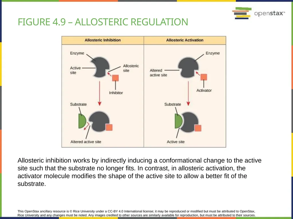Chapter 4 HOW CELLS OBTAIN ENERGY PowerPoint Image - slide 20 of 39