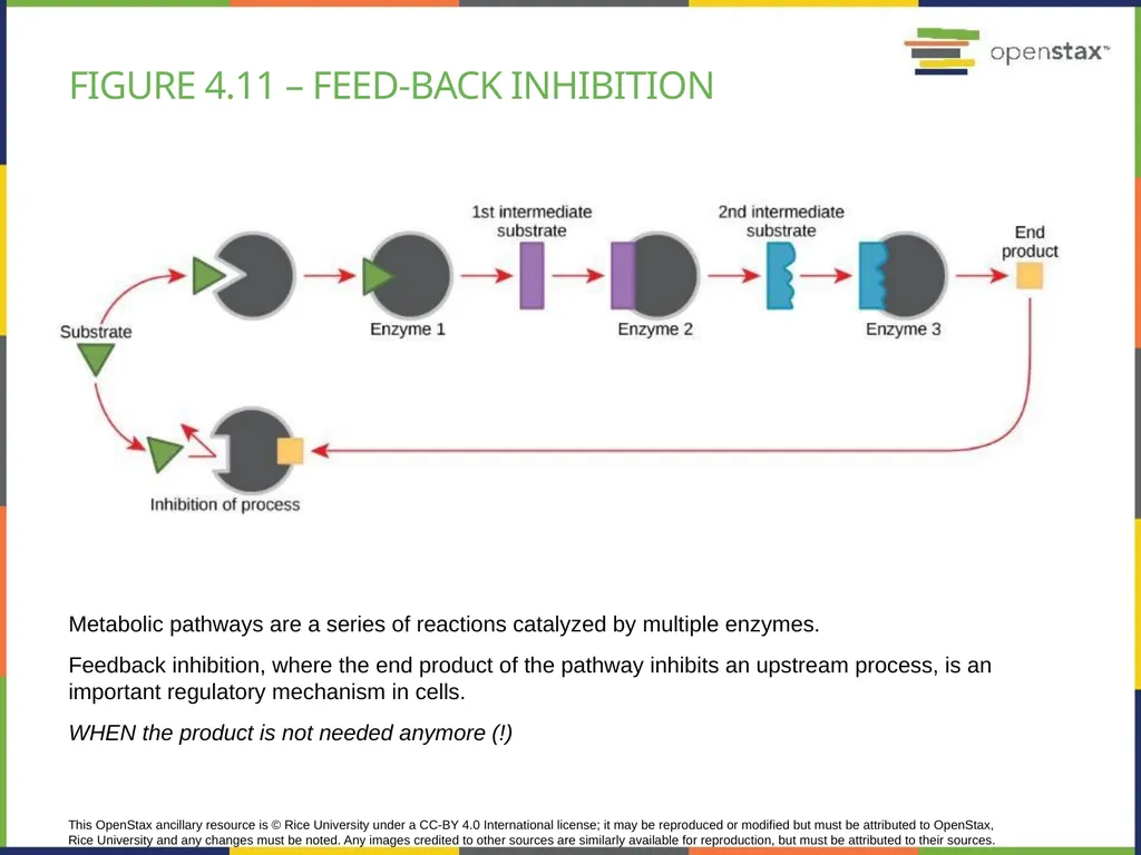 Chapter 4 HOW CELLS OBTAIN ENERGY PowerPoint Image - slide 22 of 39