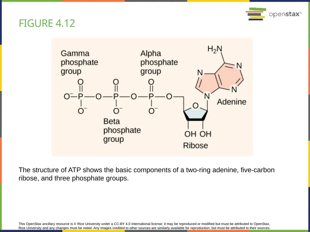 Chapter 4 HOW CELLS OBTAIN ENERGY PowerPoint Image - slide 24 of 39