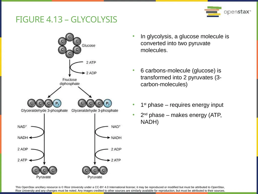 Chapter 4 HOW CELLS OBTAIN ENERGY PowerPoint Image - slide 26 of 39