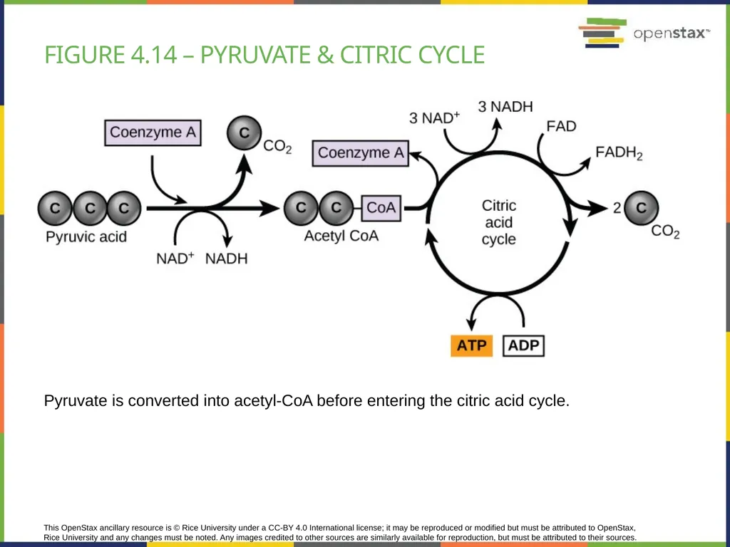 Chapter 4 HOW CELLS OBTAIN ENERGY PowerPoint Image - slide 28 of 39