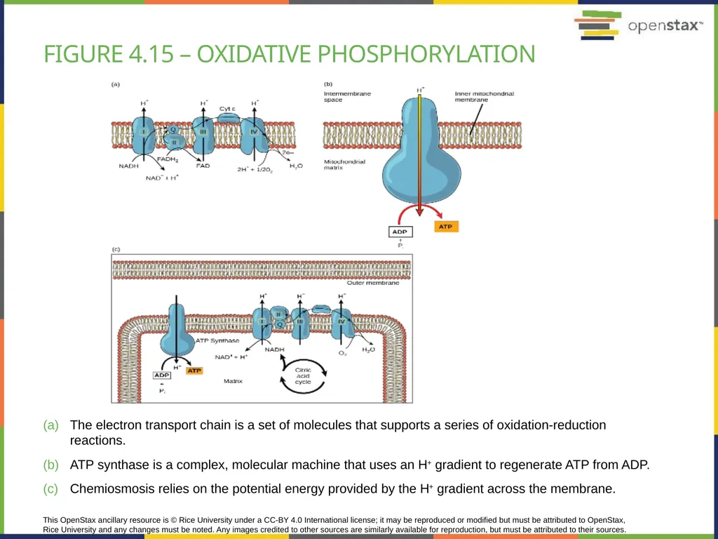 Chapter 4 HOW CELLS OBTAIN ENERGY PowerPoint Image - slide 30 of 39