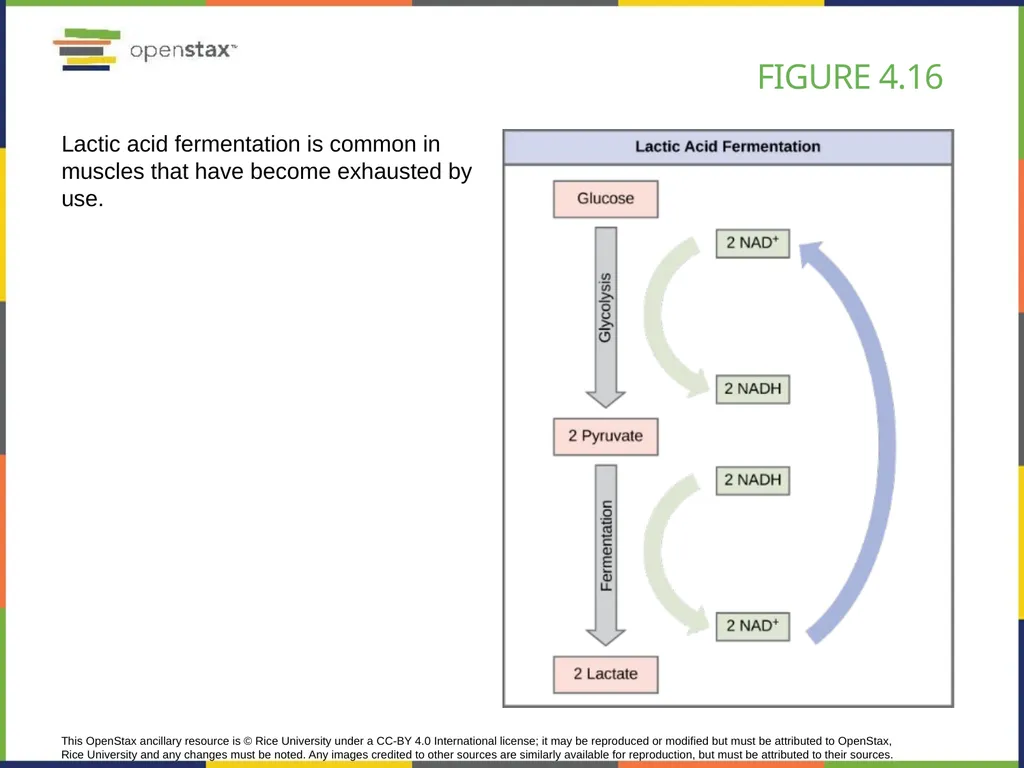 Chapter 4 HOW CELLS OBTAIN ENERGY PowerPoint Image - slide 33 of 39