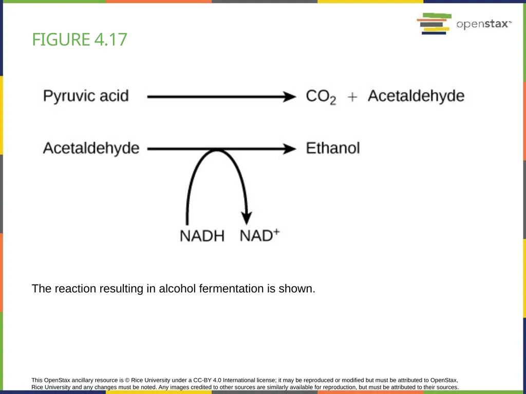 Chapter 4 HOW CELLS OBTAIN ENERGY PowerPoint Image - slide 34 of 39